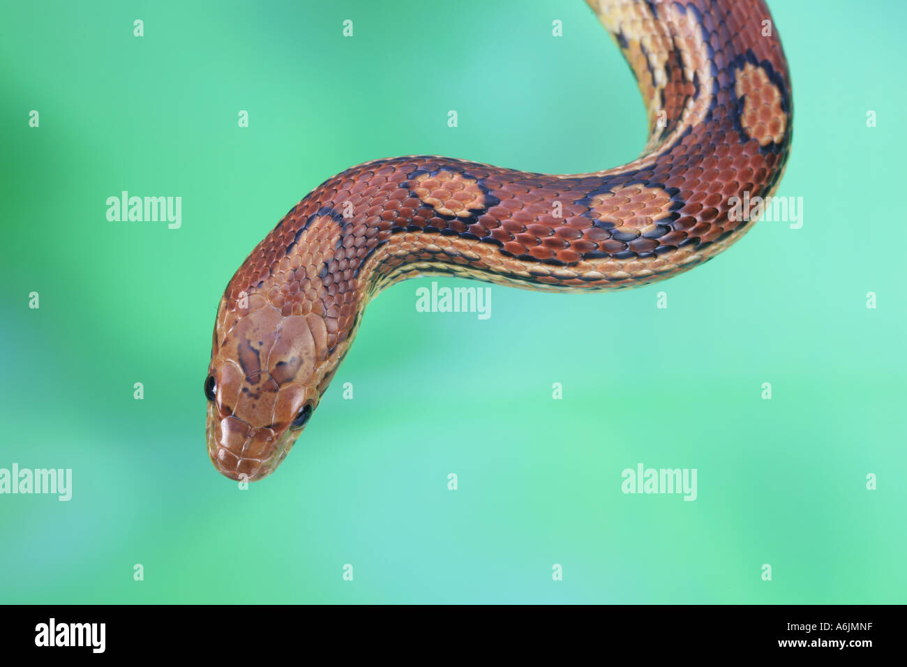 corn snake (Elaphe guttata Stock Photo Alamy