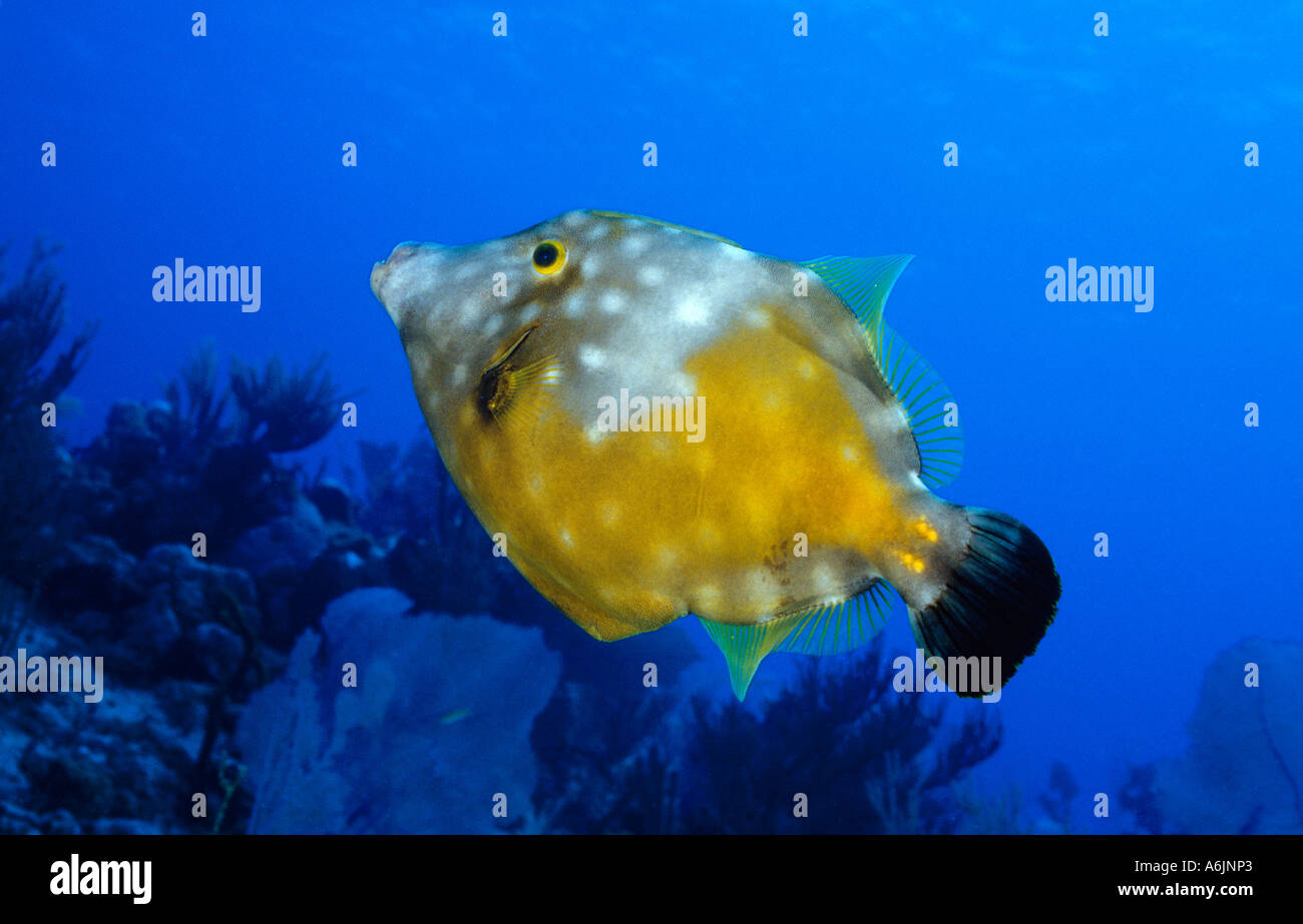 Whitespotted Filefish in colorful coral reef, Cantherhines macrocerus Stock Photo