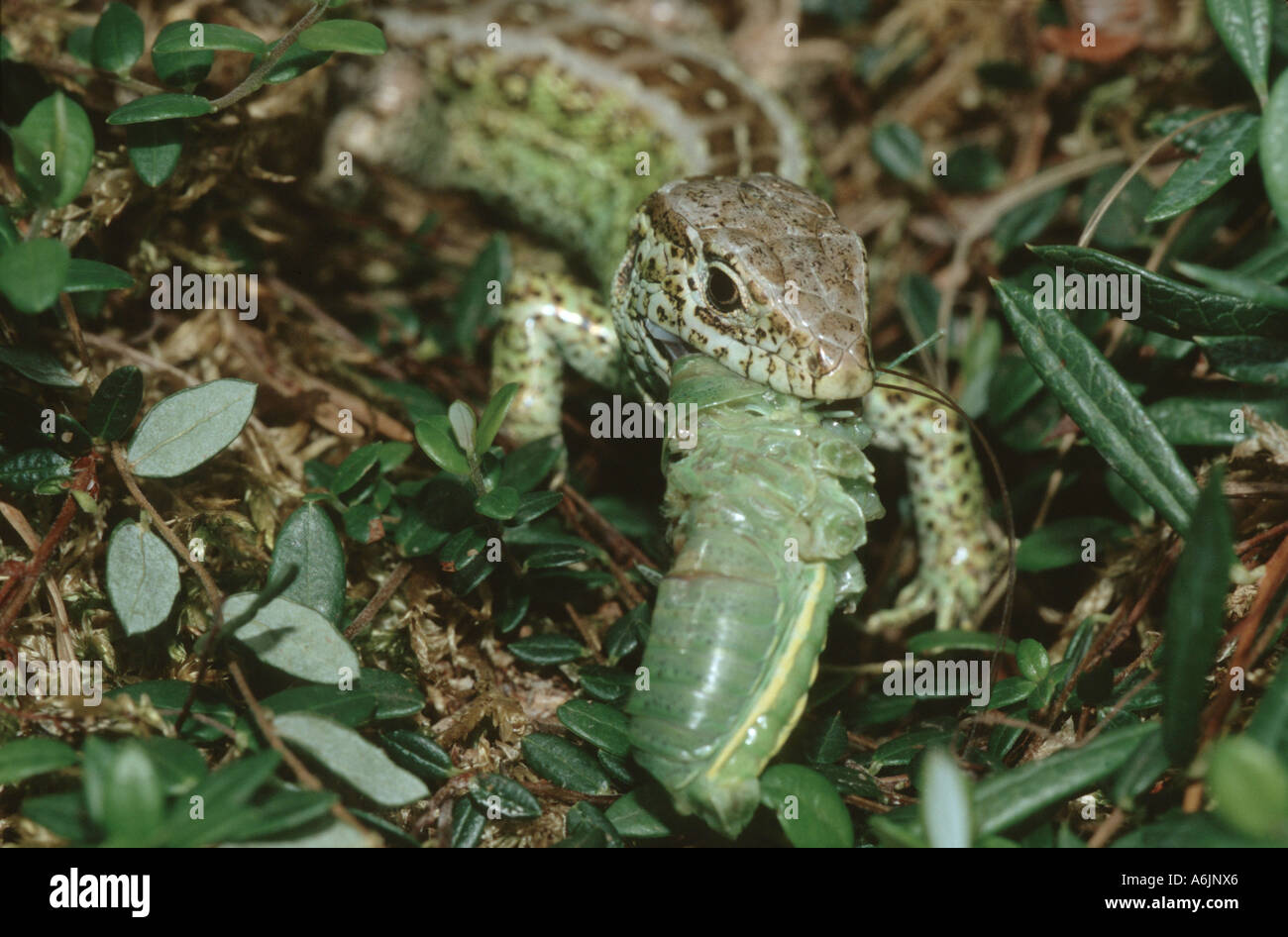 sand lizard (Lacerta agilis), male eating cricket, Germany, Bavaria