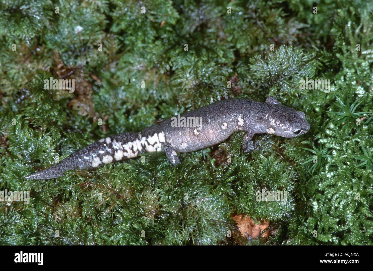 Cope's Climbing Salamander (Bolitoglossa morio), on moss, Guatemala Stock Photo