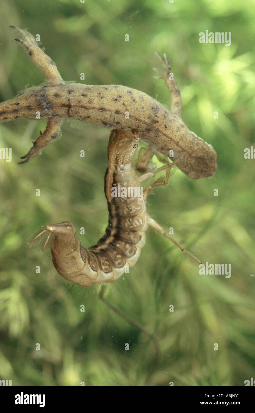 great diving beetle (Dytiscus marginalis), larva eating smooth newt