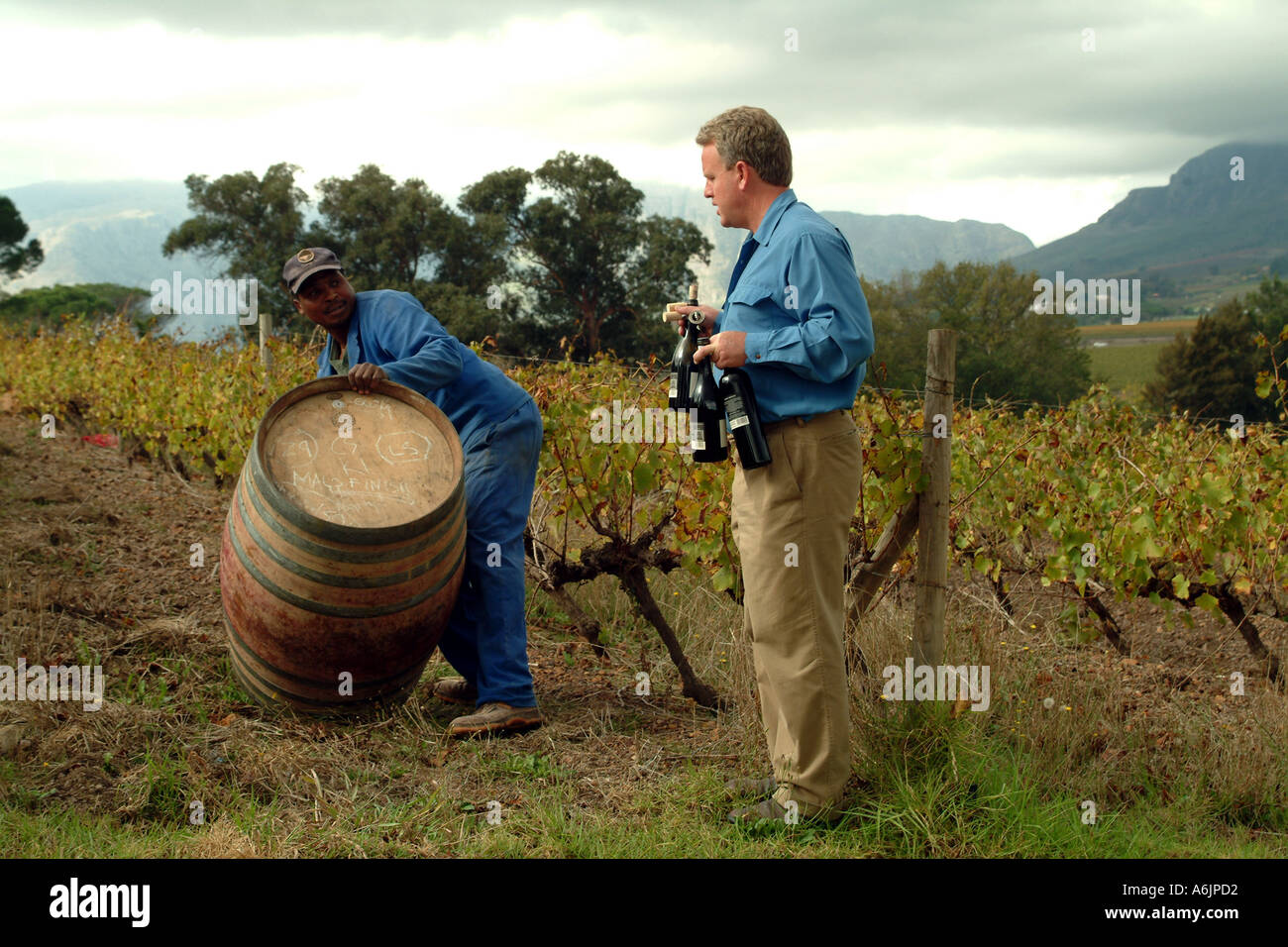 Post House Vineyards Helderberg Nr Stellenbosch Western Cape South Africa RSA Stock Photo Alamy