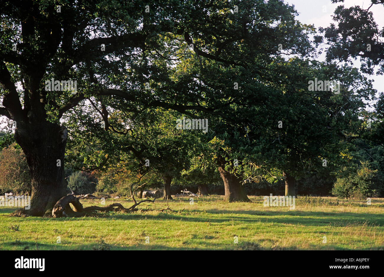 Ancient Oak trees of Hatfield Forest in North Essex near Bishops Stortford and Stansted Airport managed by The National Trust Stock Photo