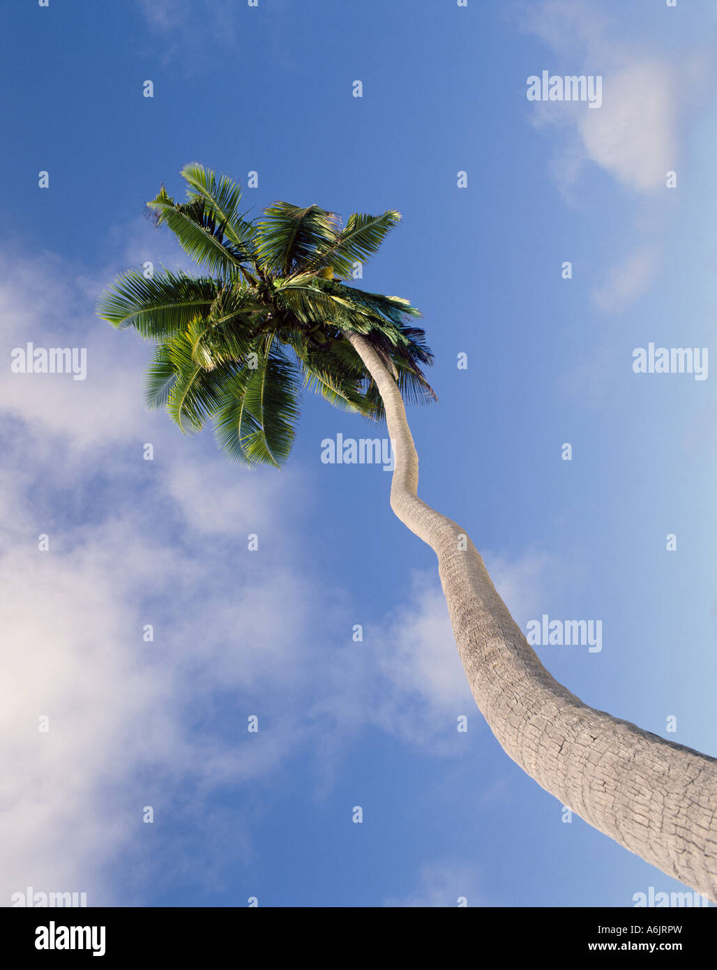 Palm tree and sky, Darkwood Beach, Antigua, Antigua and Barbuda, Caribbean Stock Photo