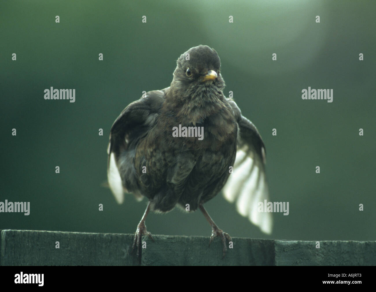 Young Blackbird on Fence (Turdus merula) in the Uk Stock Photo