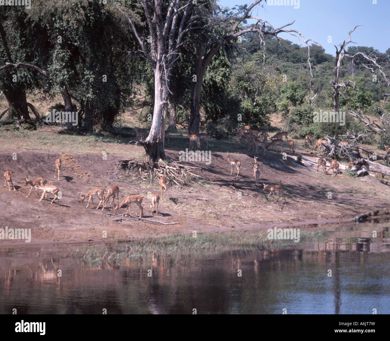 Herd of Impala by river, Chobe National Park, Chobe, Republic of Botswana Stock Photo