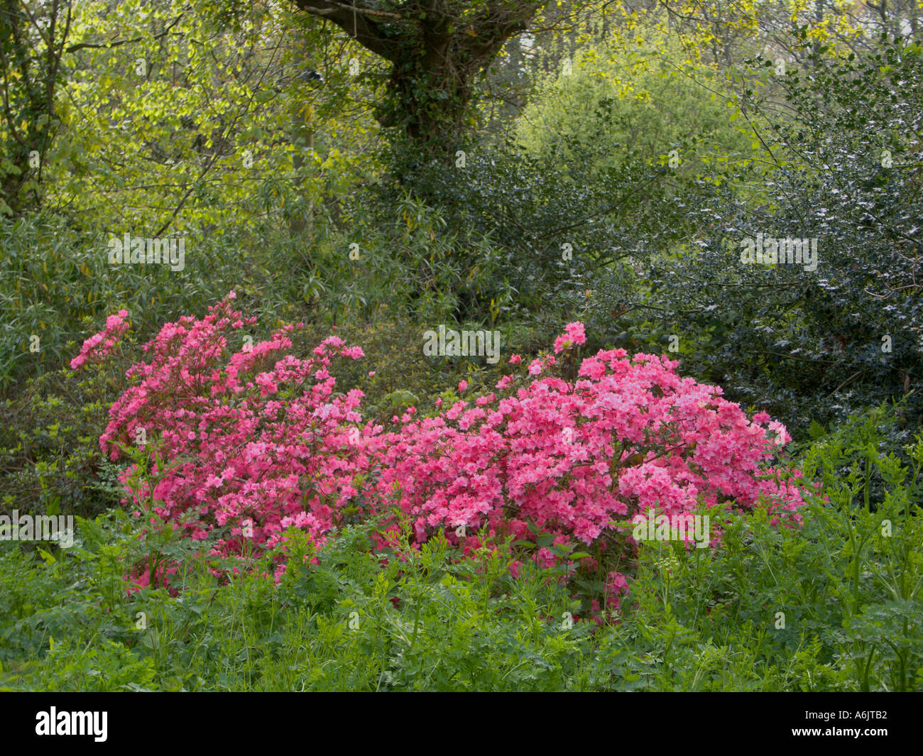 Asian shrub hi-res stock photography and images - Alamy