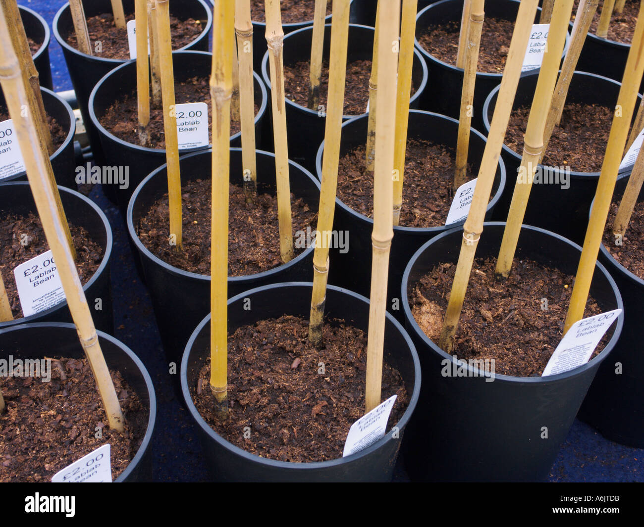 Seedlings garden centre hi-res stock photography and images - Alamy