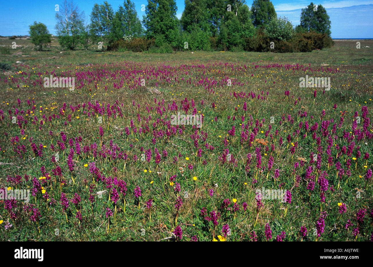 early-purple orchid (Orchis mascula), meadow with orchids, Sweden Stock Photo
