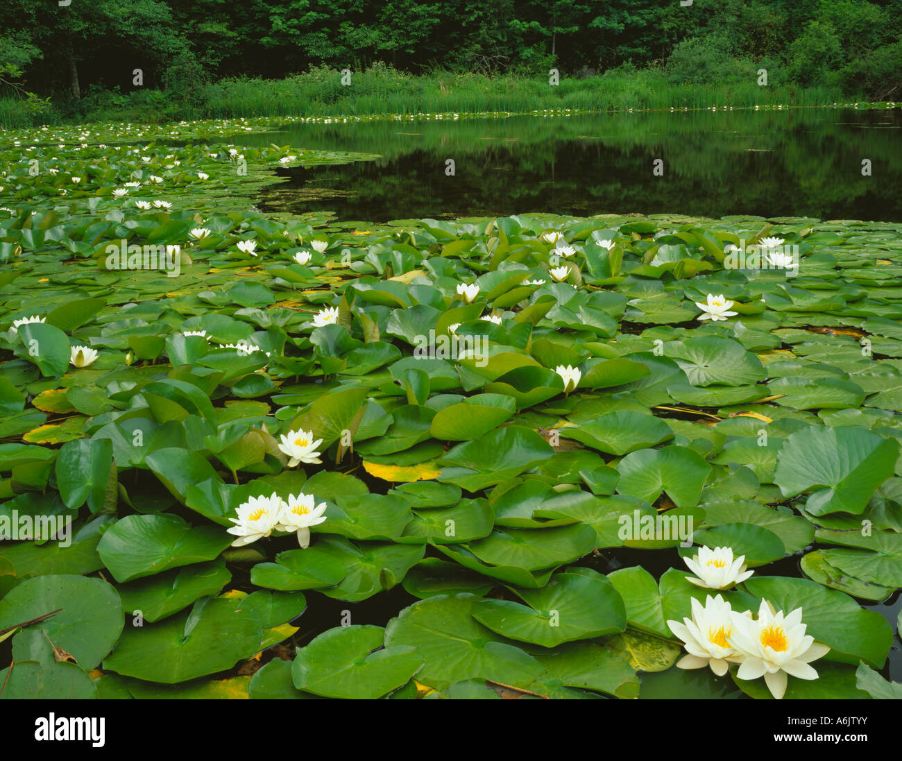 Lilly Native Native american flower hi-res stock photography and images - Alamy