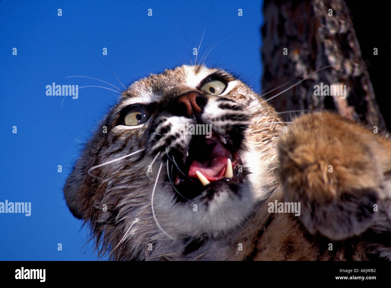 Bobcat snarling hires stock photography and images Alamy