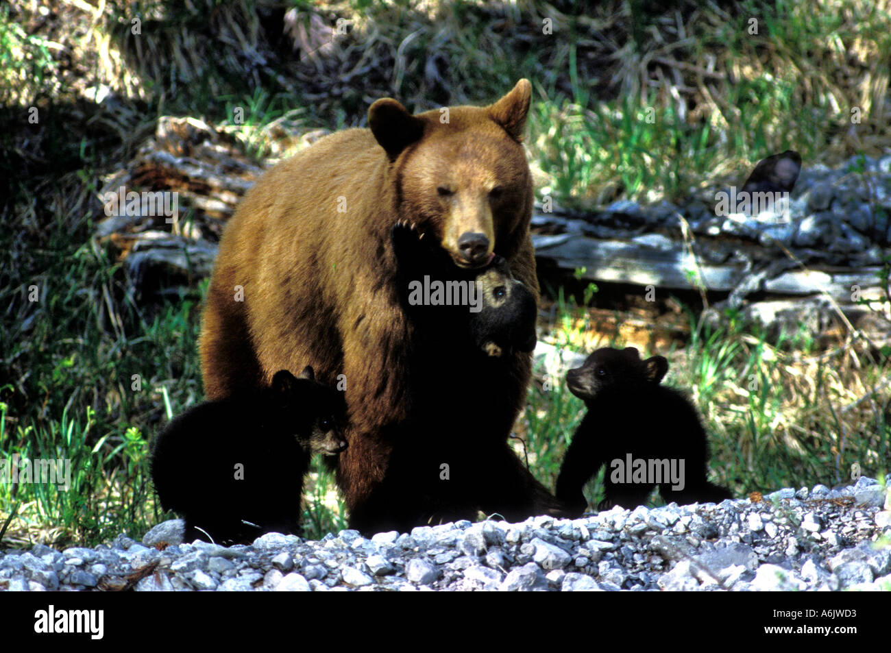 Black bear mother bear and cub hi-res stock photography and images - Alamy