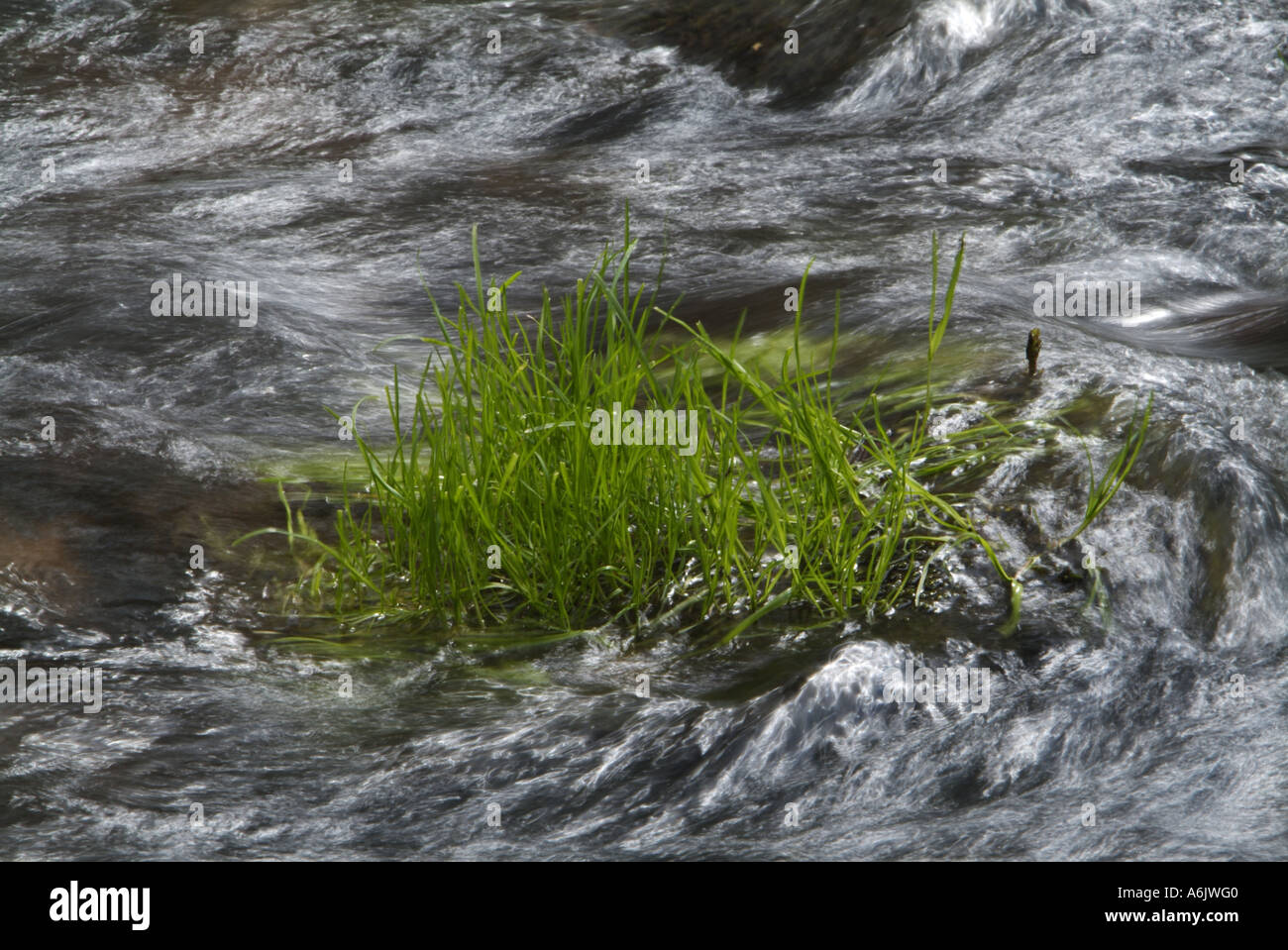 Brook with grasses hi-res stock photography and images - Alamy