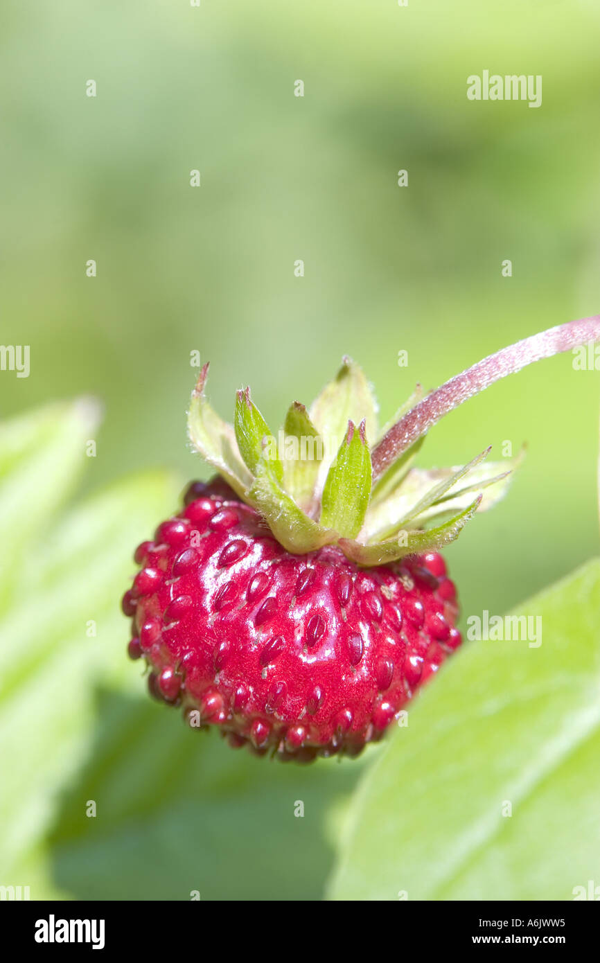 Lateral close up strawberry hi-res stock photography and images - Alamy