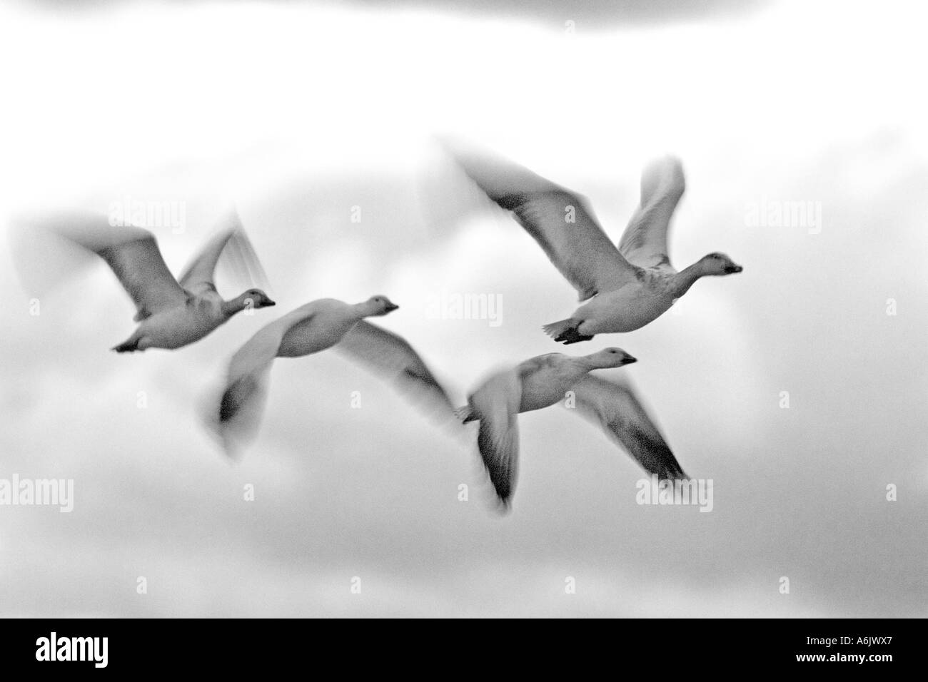 snow goose (Anser caerulescens, Chen caerulescens), four geese flying, USA, New Mexico, Bosque del Apache Stock Photo