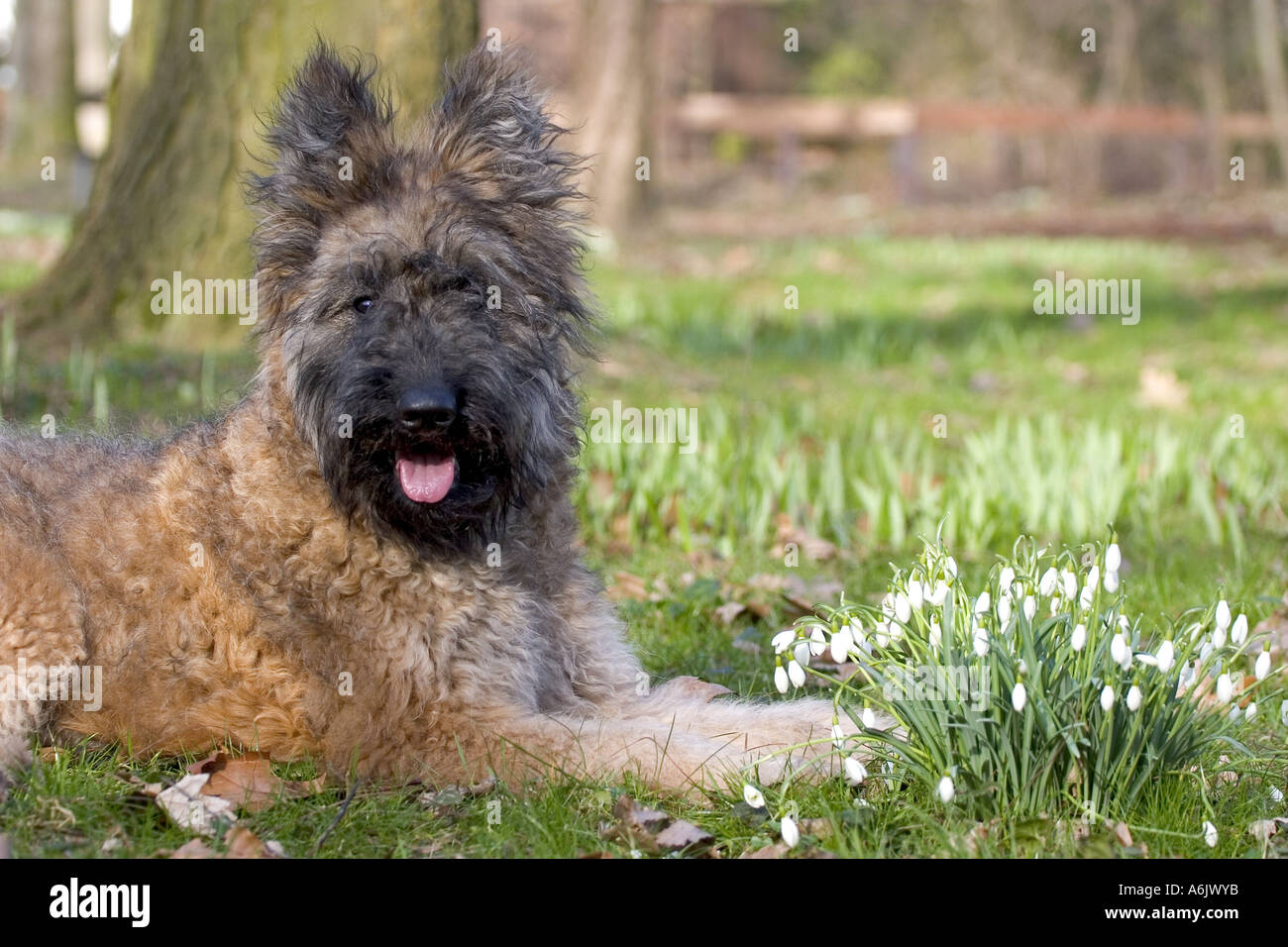 Le Bouvier Des Ardennes Caractère Origine Conseils D