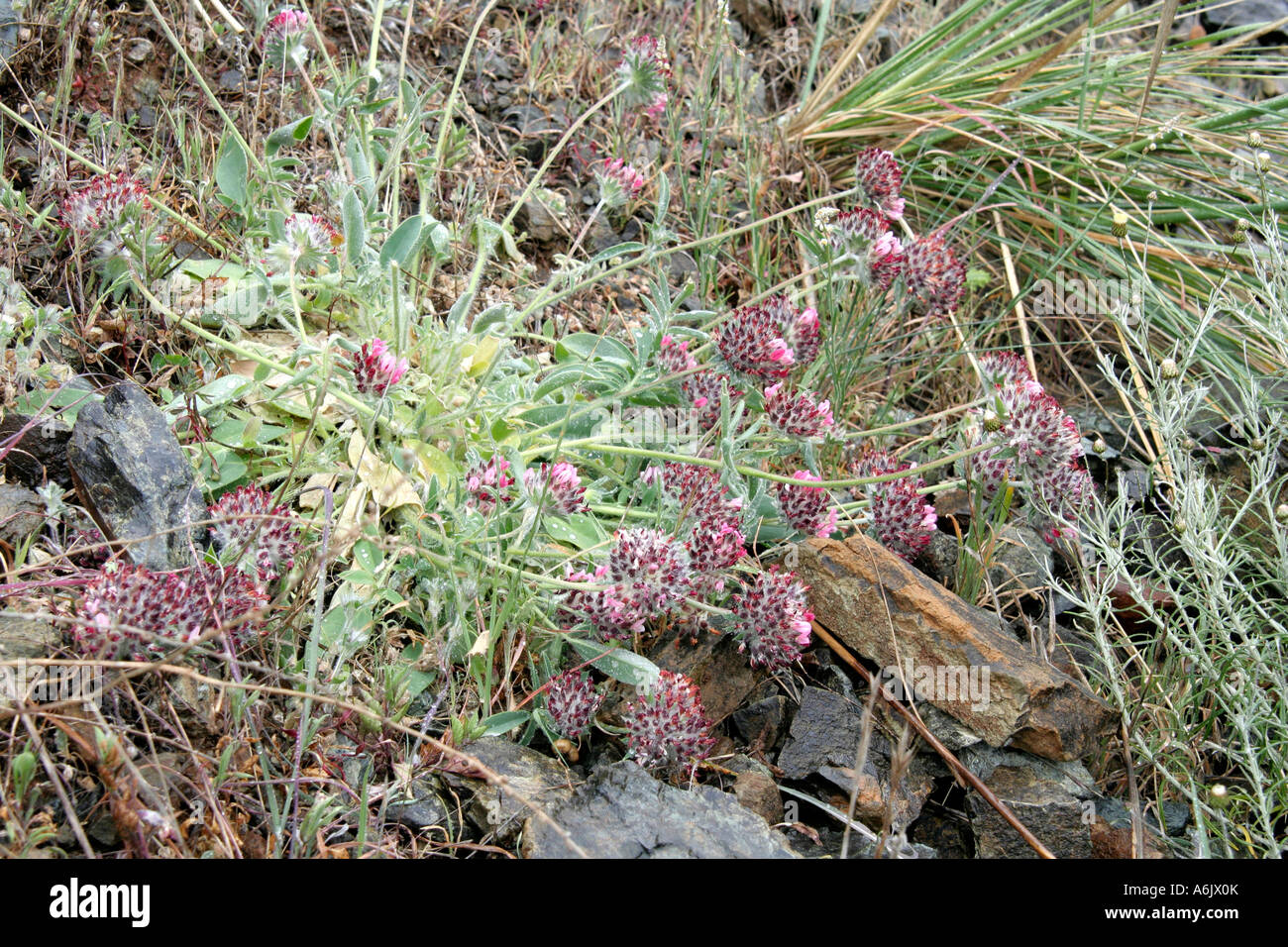 Anthyllis vulneriana roadside Carratraca Andalucia Spain Stock Photo