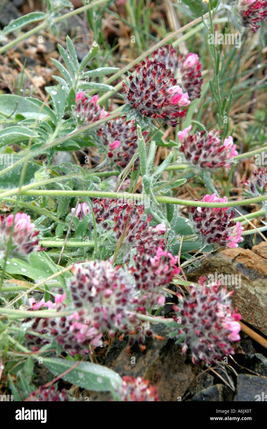 Anthyllis vulneriana roadside Carratraca Andalucia Spain Stock Photo