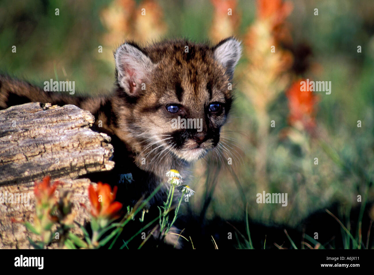 Mc4 271 Baby Cougar And Log Stock Photo Alamy Mc4 271 Baby Cougar And Log Stock Photo Alamy