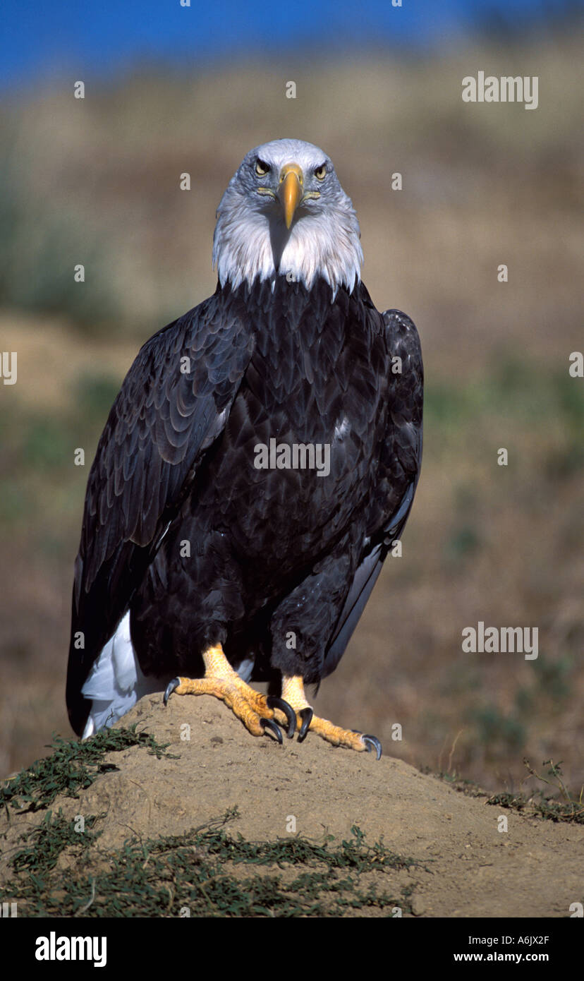 Eagle fish colorado water hires stock photography and images Alamy