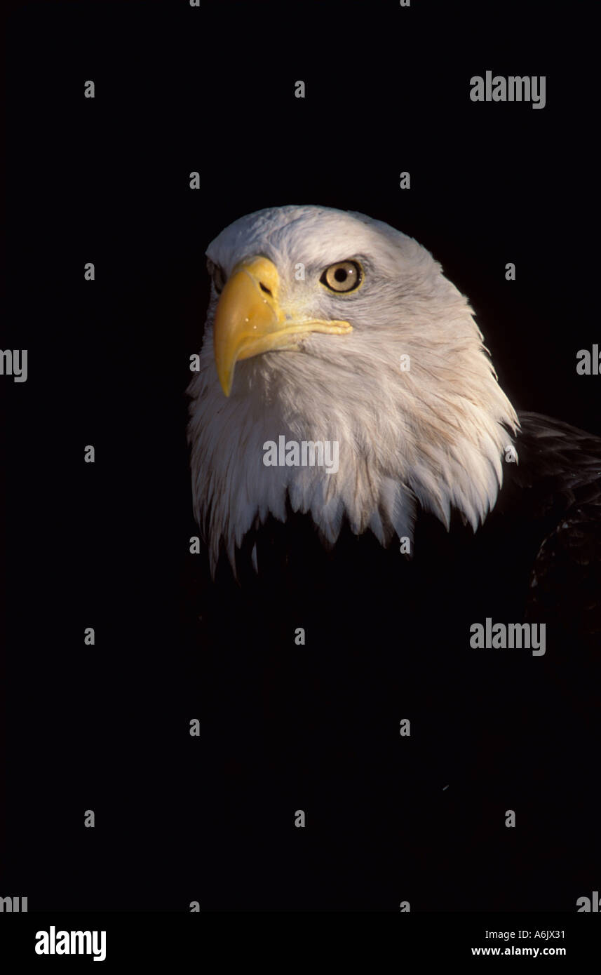 Bald Eagle Colorado USA Stock Photo Alamy