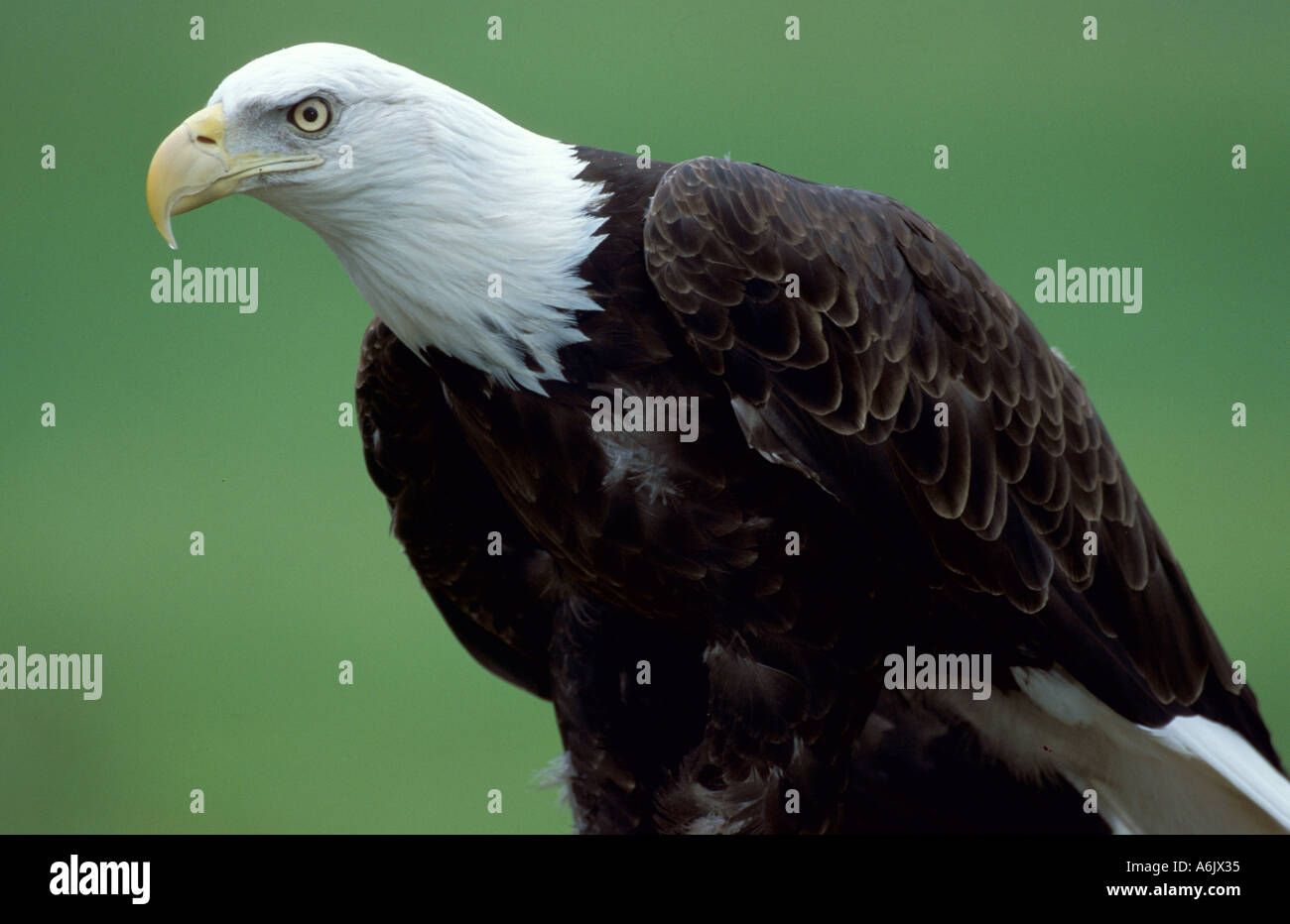 Bald Eagle Haliaeetus leucocephalus USA Stock Photo - Alamy