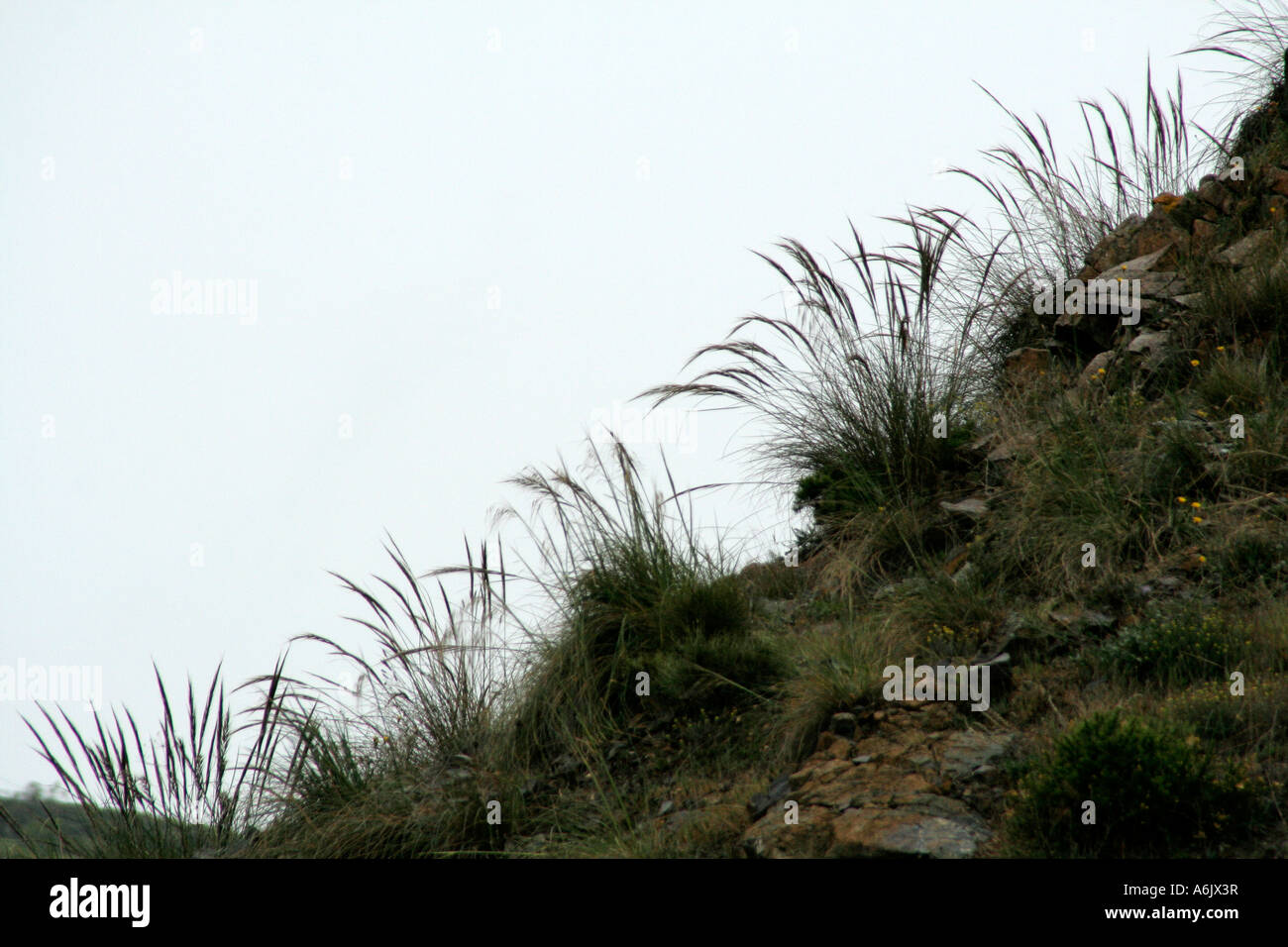 Stipa gigantea near Carratraca Andalucia Spain Stock Photo