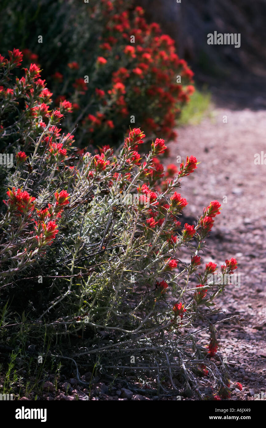 Indian paintbrush Castilleja foliolosa Scrophulariaceae in bloom at PINNACLES NATIONAL MONUMENT MONTEREY COUNTY CALIFORNIA Stock Photo