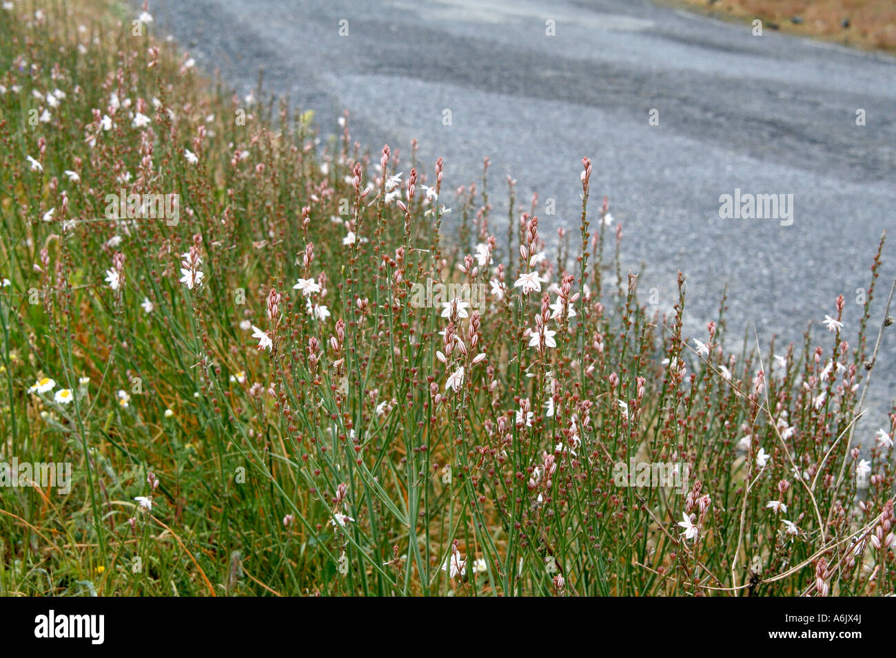 Asphodelius fistulosus on roadside verge near Carratraca Andalucia Spain late March Stock Photo