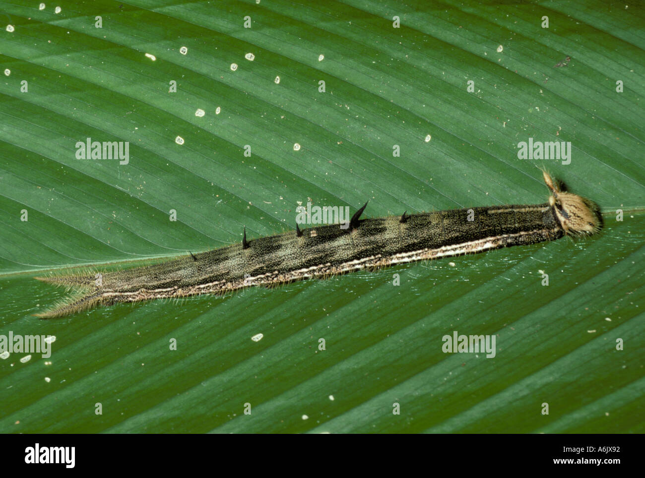 Owl Butterfly Caterpillar Caligo species Central South America Stock Photo Alamy