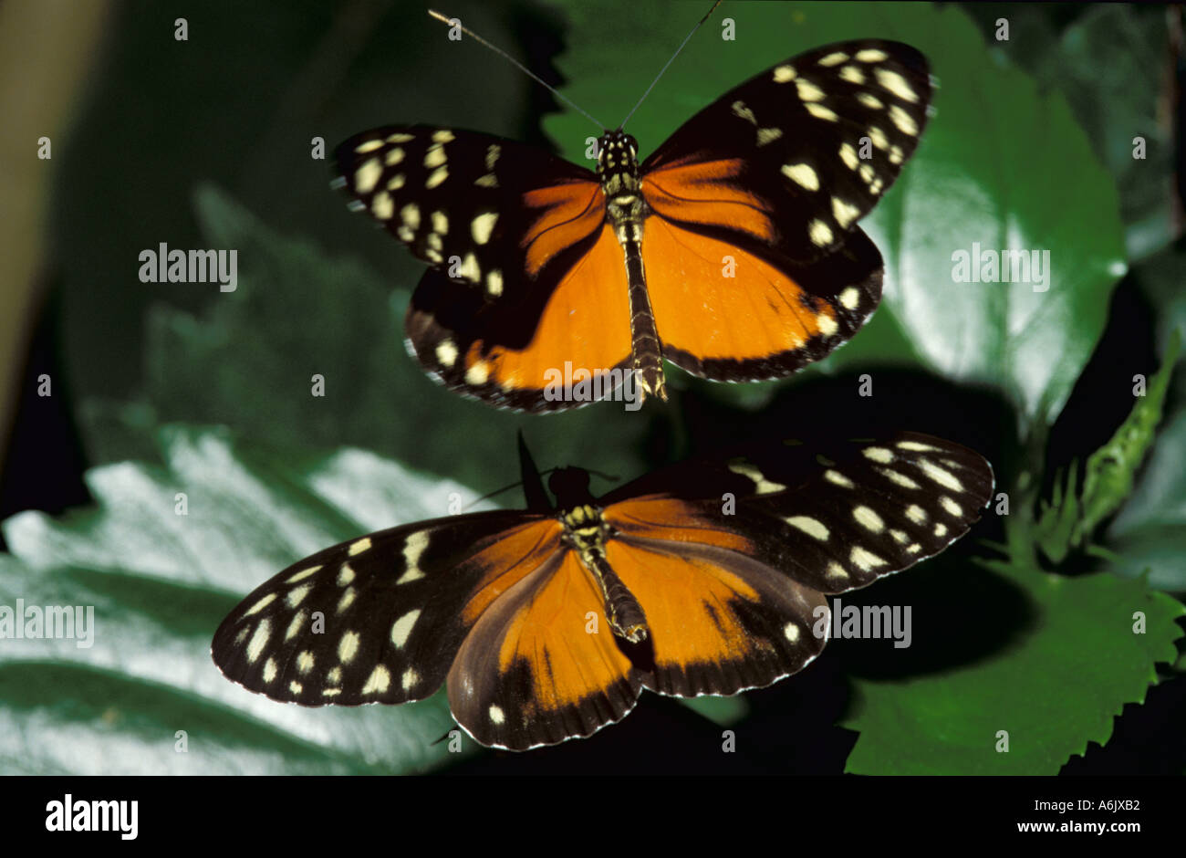 Heliconius Hecalesia Butterfly Male Flying Above Female About To  Matesexiezpix Web Porn