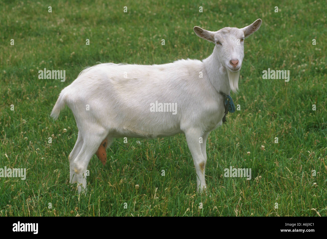 DAIRY GOAT ready for milking REDMOND OREGON Stock Photo Alamy