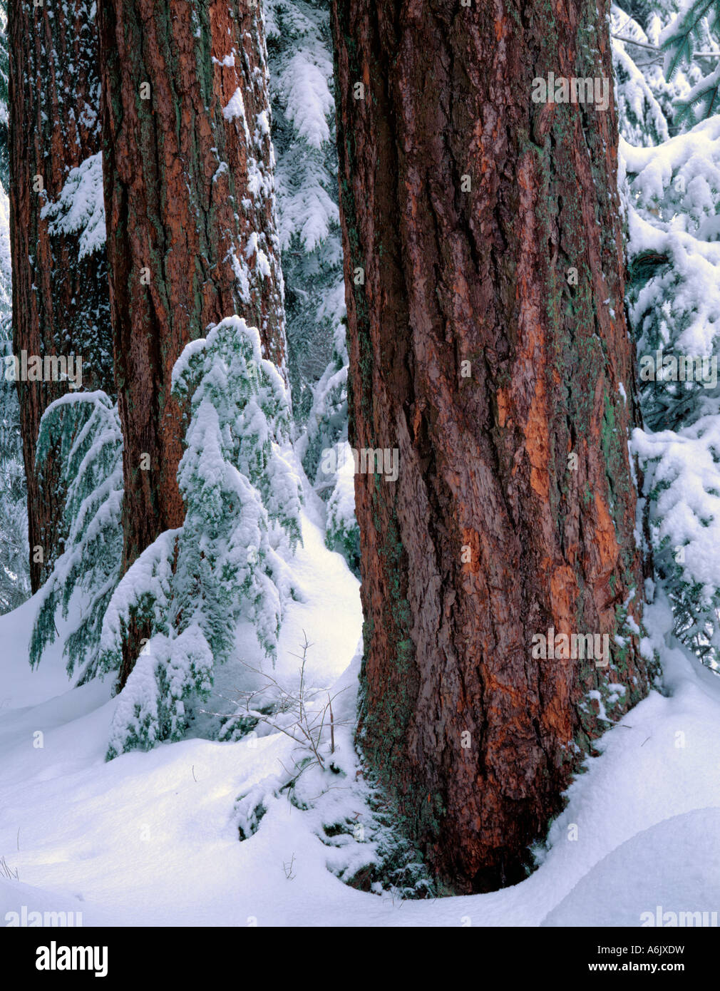 Mount Baker Snoqualmie National Forest WA Heavy snow in forest of Douglas Fir pseudotsuga menziesii near Denny Creek Stock Photo