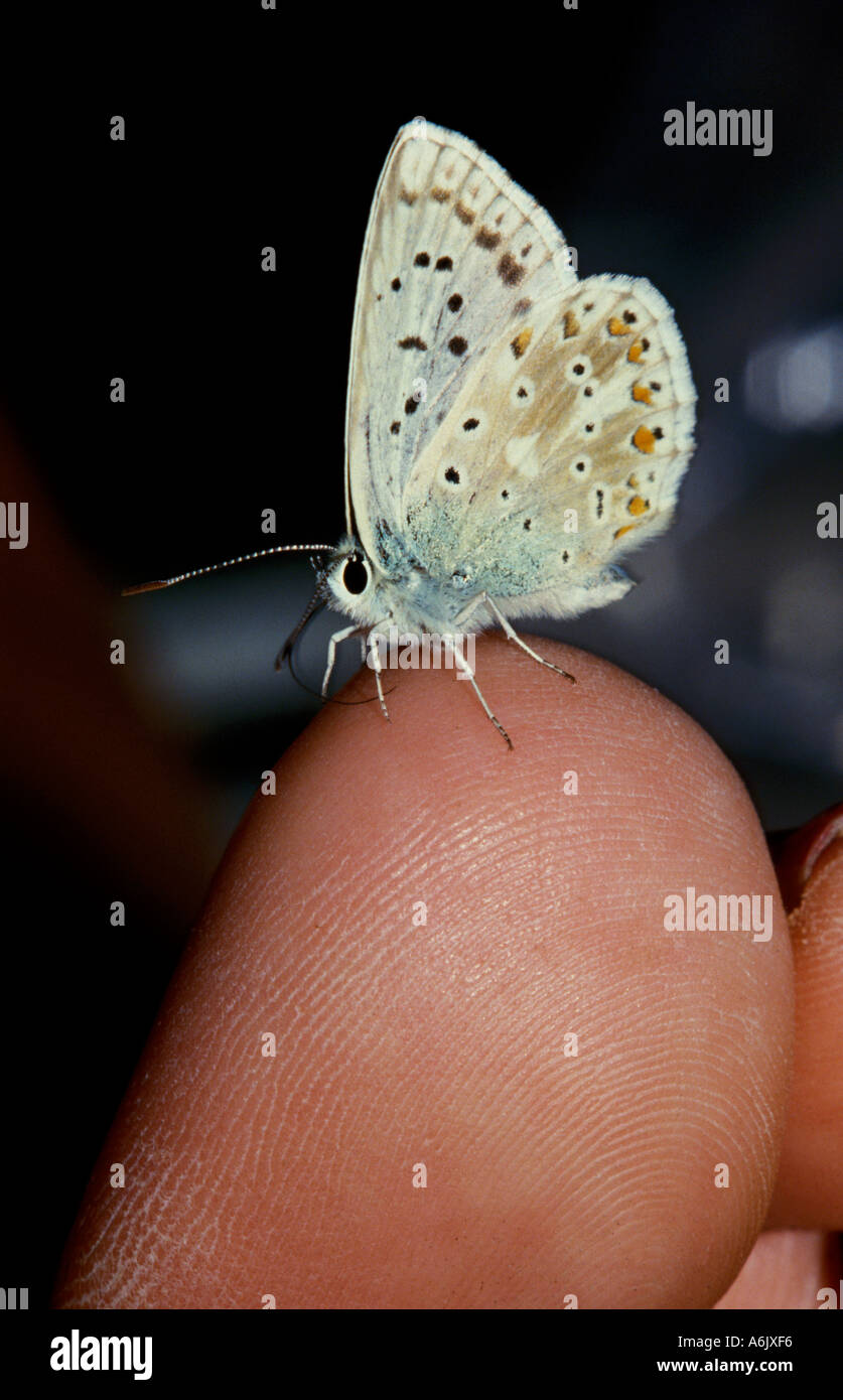 Lycaenid Butterfly on toe blue United Kingdom Stock Photo