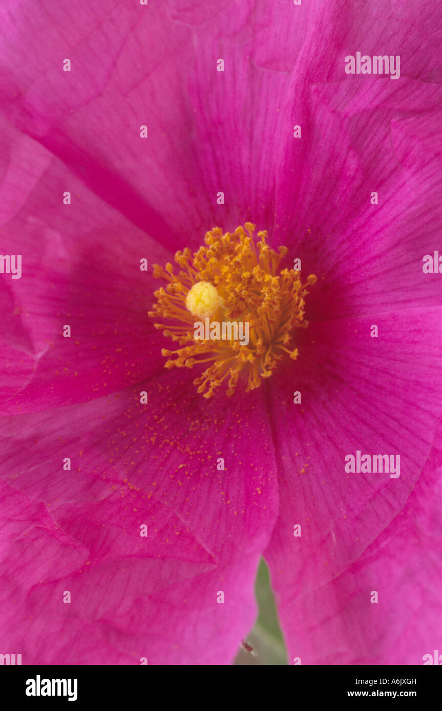 Cistus x pulverulentus 'Sunset' AGM (Rock rose, Sun rose) Close up of centre of pink flower. Stock Photo