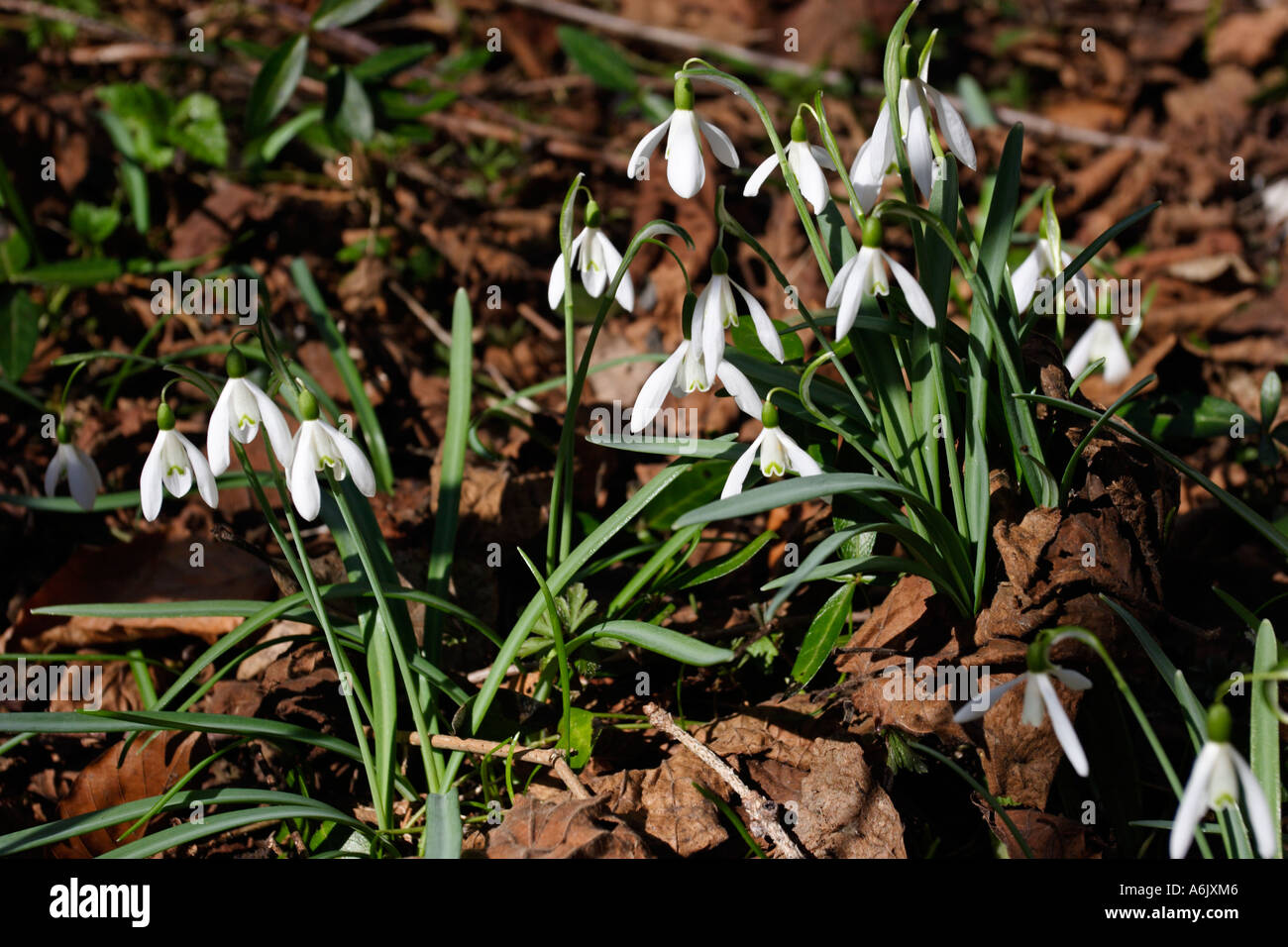 snowdrop Galanthus nivalis Stock Photo