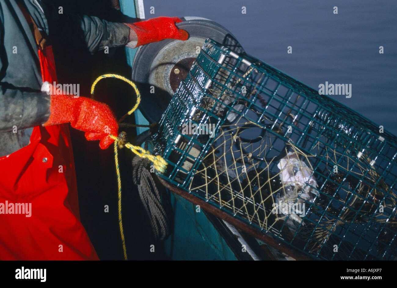 lobster fisherman at work, Canada, Nova Scotia Stock Photo Alamy