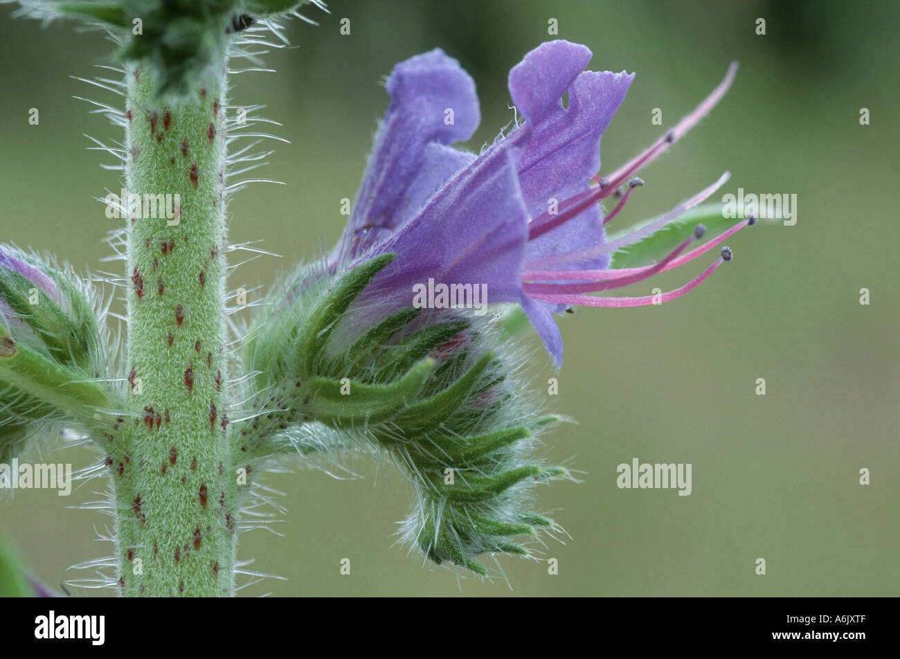blueweed, blue devil, viper's bugloss, common viper's-bugloss (Echium vulgare), inflorescence, Germany, North Rhine-Westphalia, Stock Photo
