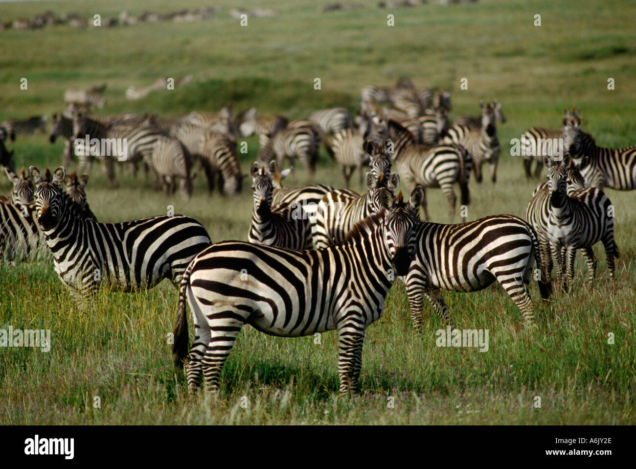 600 000 ZEBRAS migrate across the SERENGETI PLAINS NATIONAL PARK each