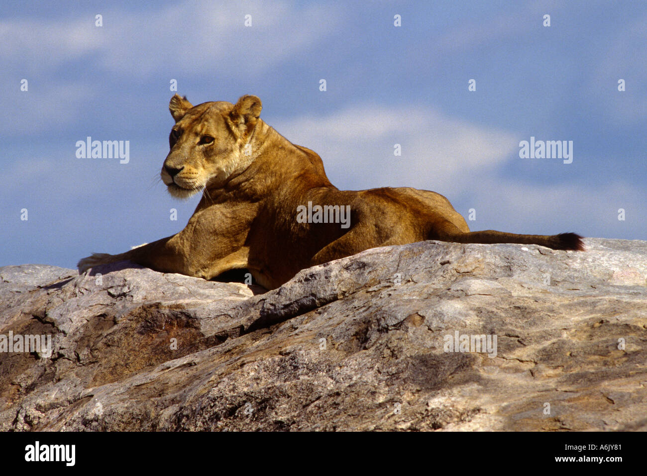 A LIONESS surveys her kingdom from a KOPJE rock outcrop SERENGETI ...