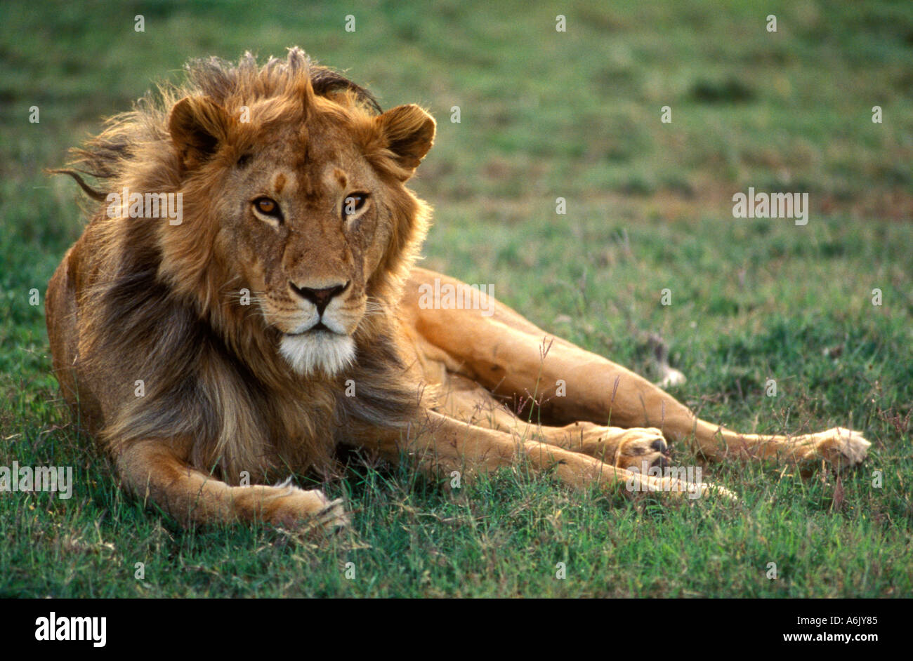 A male LION Panthera Leo can weigh up to 500 pounds is the dominant predator of AFRICA SERENGETI