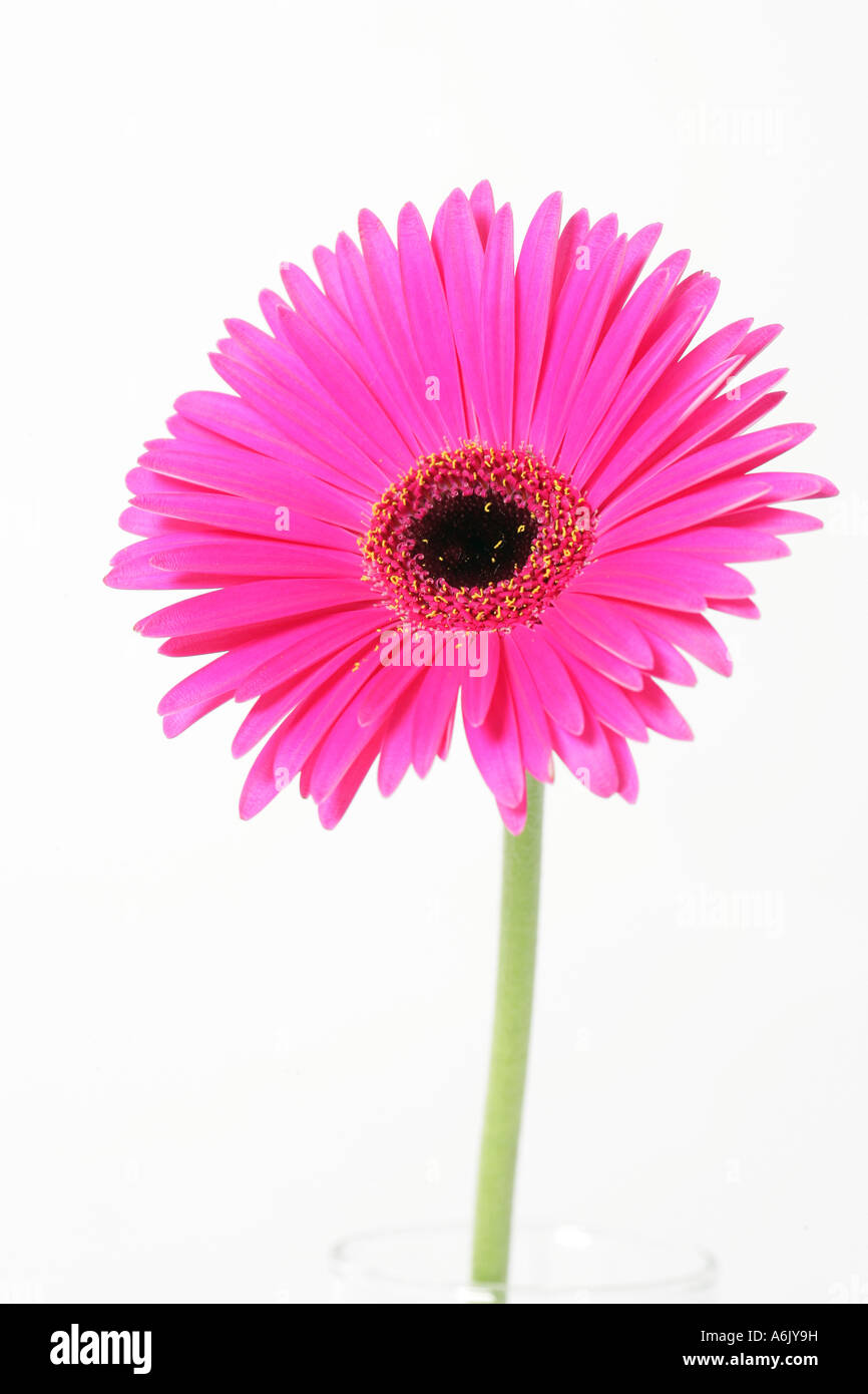Pink Gerbera Daisy Stock Photo - Alamy