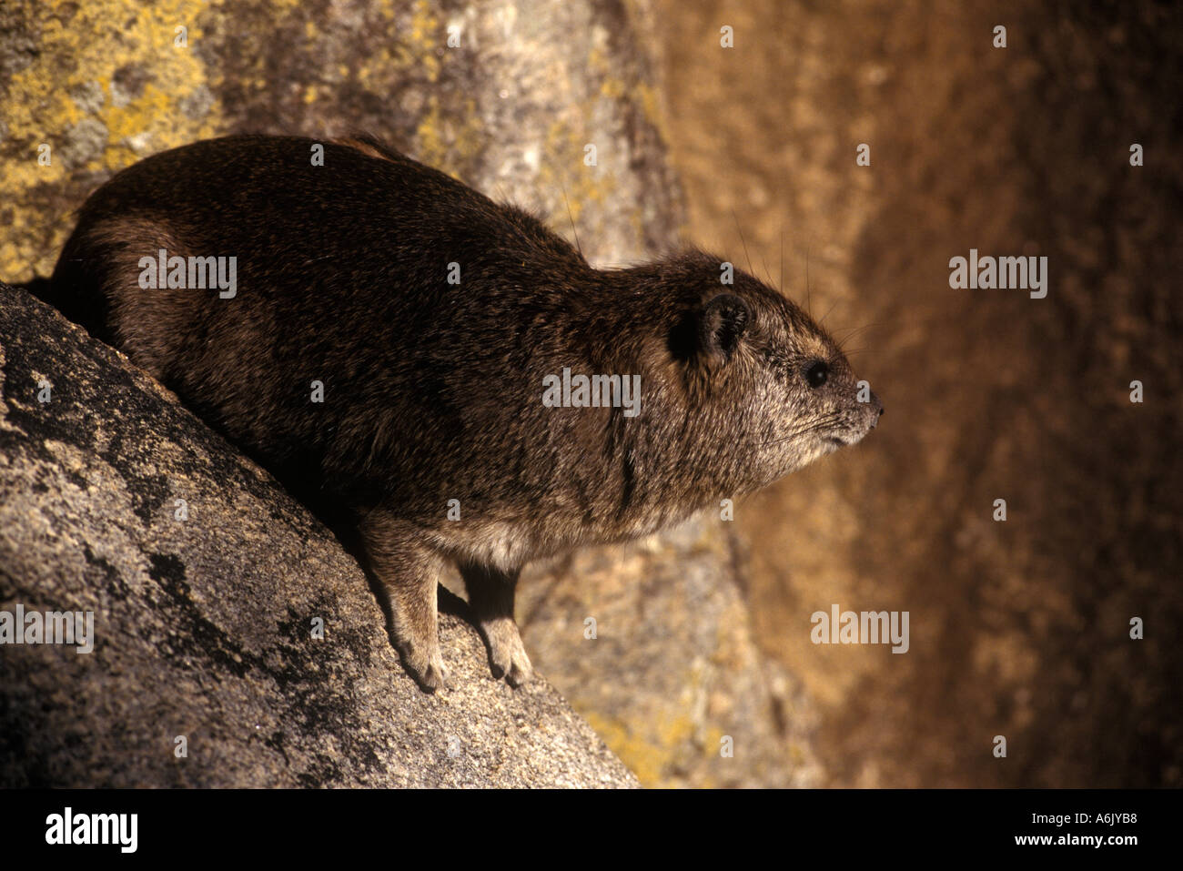 A ROCK HYRAX or DASSIE Procavia Capensis is a small ungulate which is related to elephants SERENGETI NATIONAL PARK TANZANIA Stock Photo