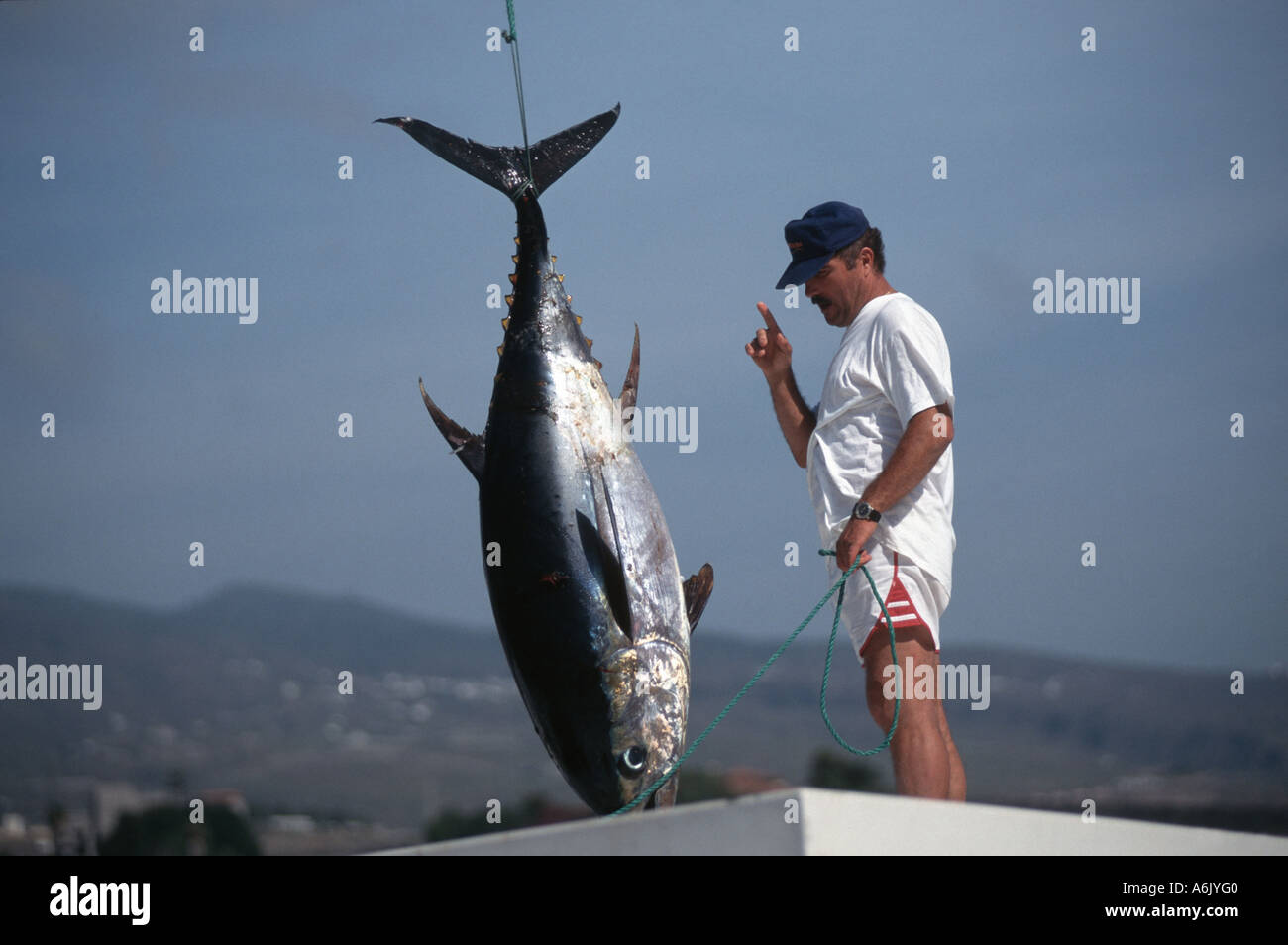 yellowfin tuna, yellow-finned tuna, yellow-fin tunny (Thunnus albacares), loaded on board, Spain, Canary Islands, Teneriffa, Sa Stock Photo
