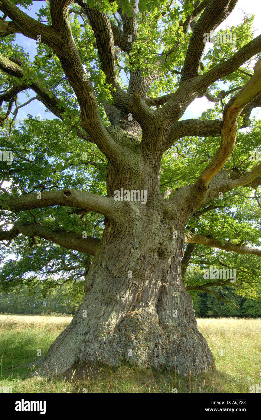 common oak, pedunculate oak, English oak (Quercus robur), old oak with