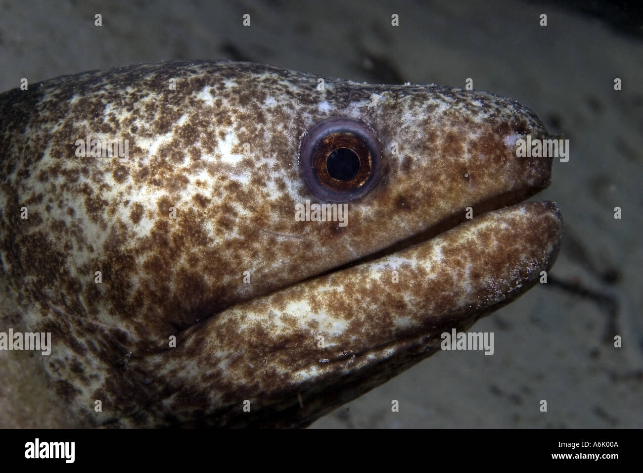 Undescribed moray eel Gymnothorax sp Mabul Island Malaysia  Stock Photo