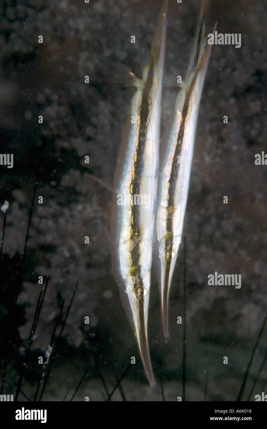 SHRIMPFISH, Aeoliscus strigatus, MALAYSIA. Stock Photo