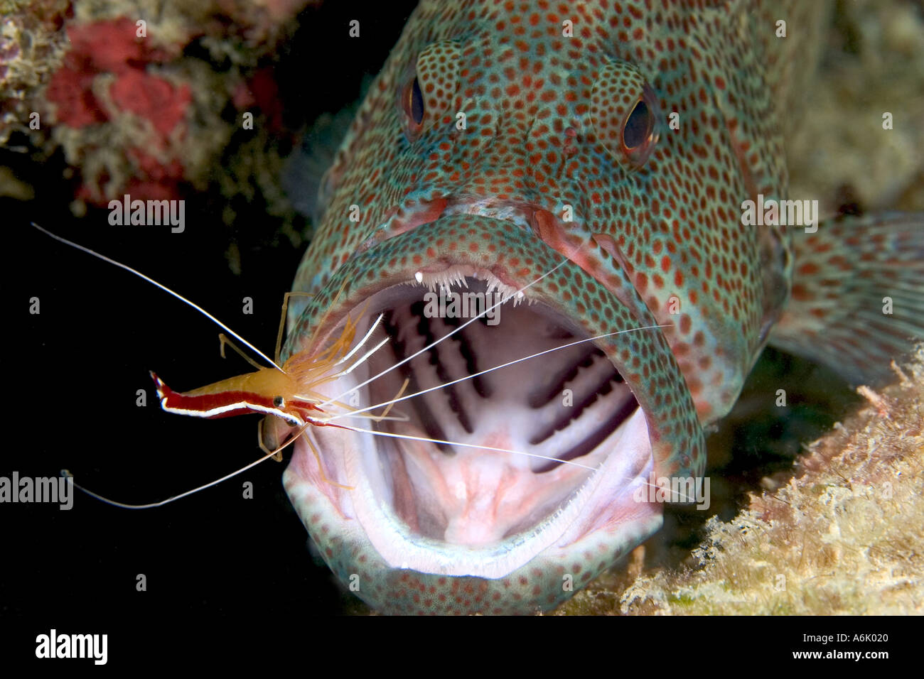 CLEANER SHRIMP ON GROUPER, MALAYSIA Stock Photo Alamy