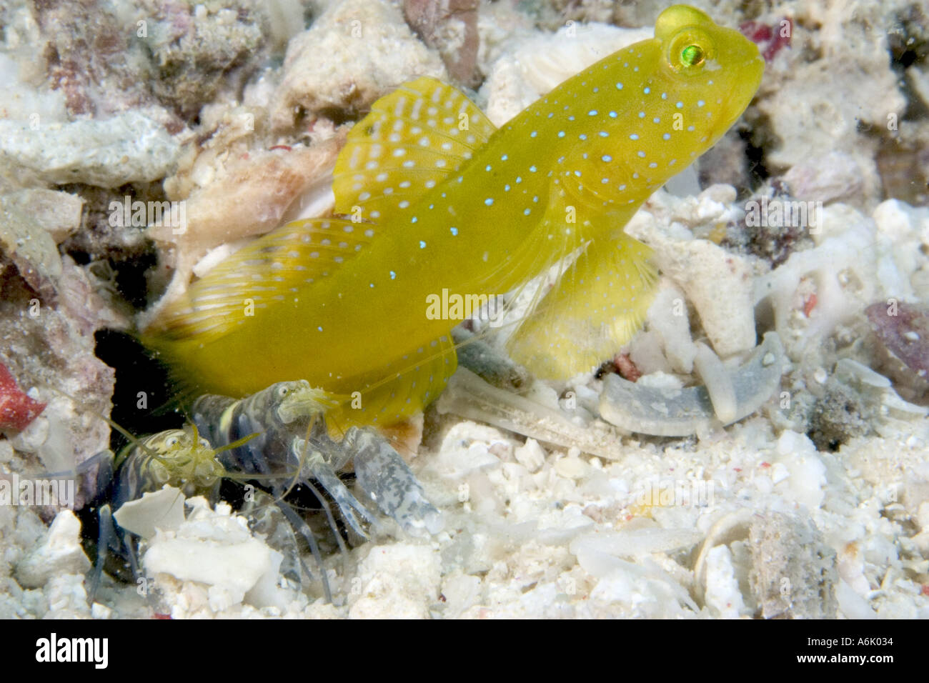 YELLOW SHRIMP GOBY AND SNAPPING SHRIMP. MALAYSIA. Stock Photo