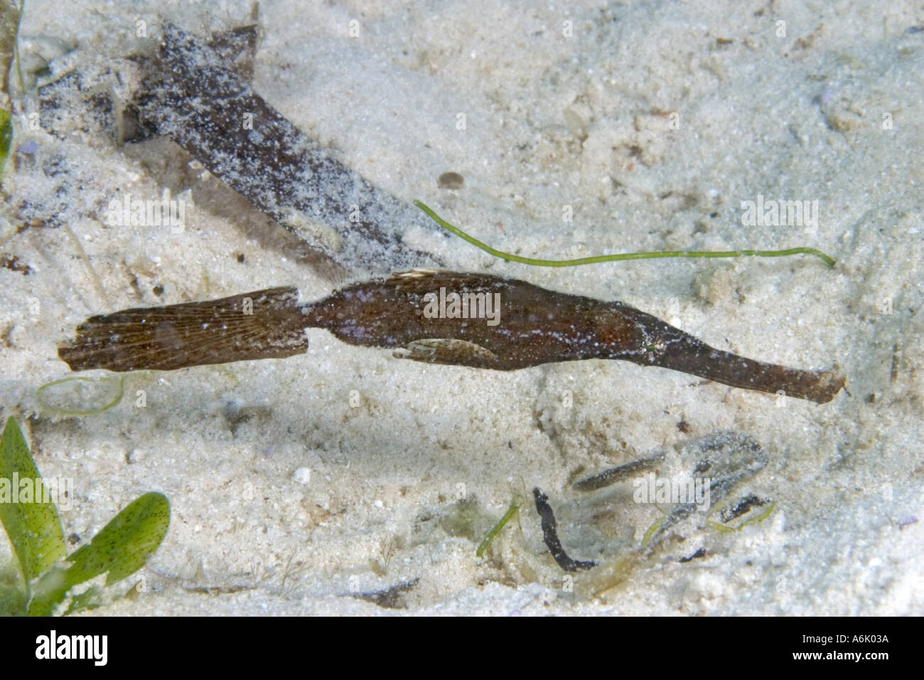 ROBUST GHOSTPIPEFISH, Solenostomus cyanopterus, MALAYSIA. Stock Photo